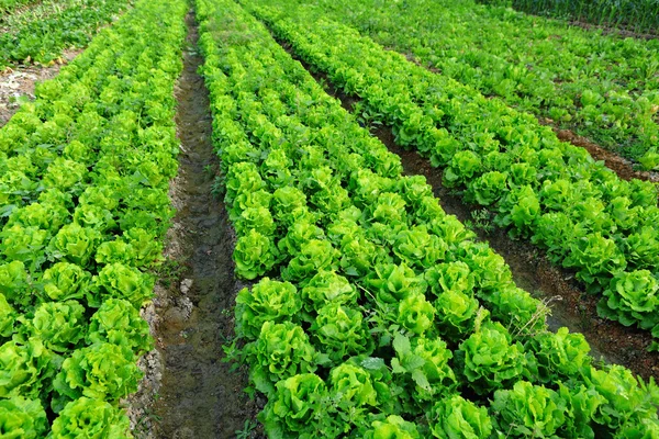 Vegetabiliska fältet — Stockfoto