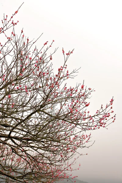 Stock image Sakura spring blossoms