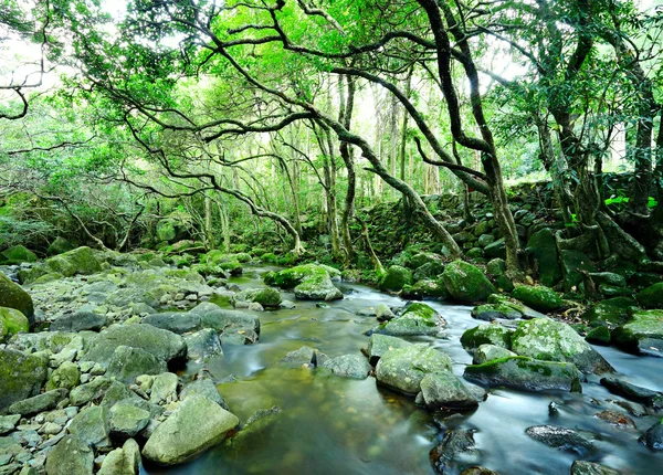 Źródło Wody Lesie — Zdjęcie stockowe