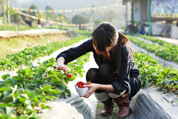Menina escolher morango para se divertir na fazenda — Fotografia de Stock
