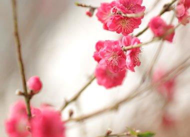 Cherry blossoms for chinese new year