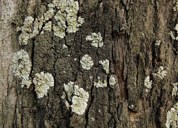 Lichen Wood Surface — Stock Photo, Image