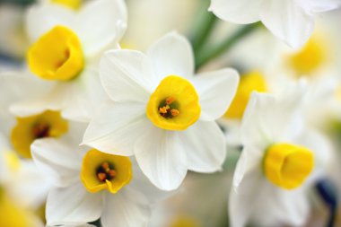 Narcissus flowers clipart