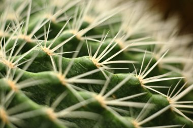 Cactus close up clipart