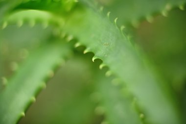 aloe vera