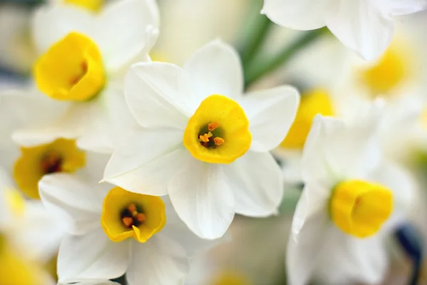 Narcissus Flowers — Stock Photo, Image
