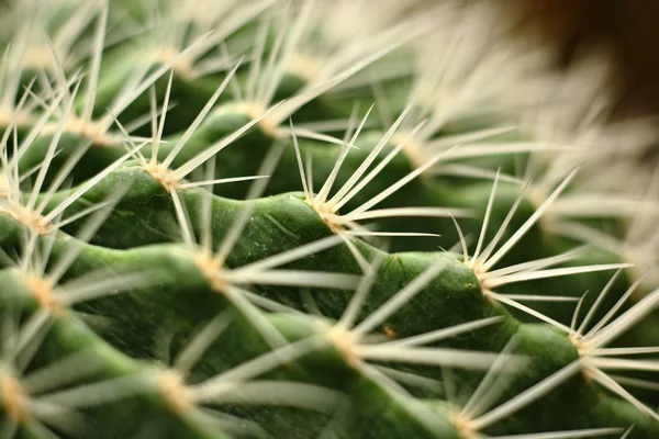 Cactus Close — Stockfoto