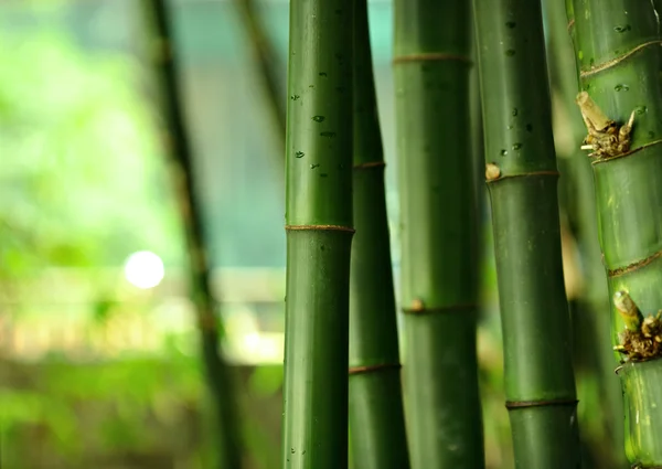 Bambu — Stok fotoğraf