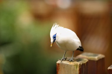 Bali Starling clipart