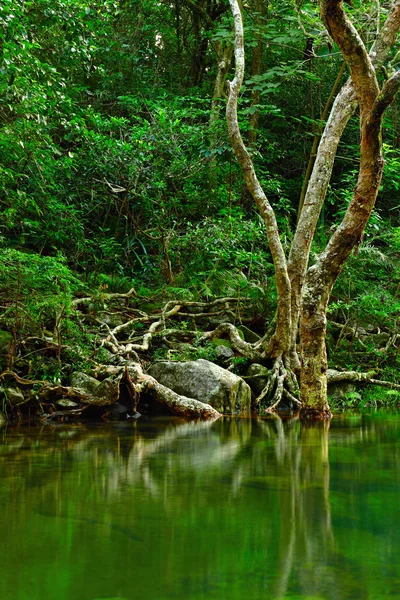 Вода в лесу — стоковое фото
