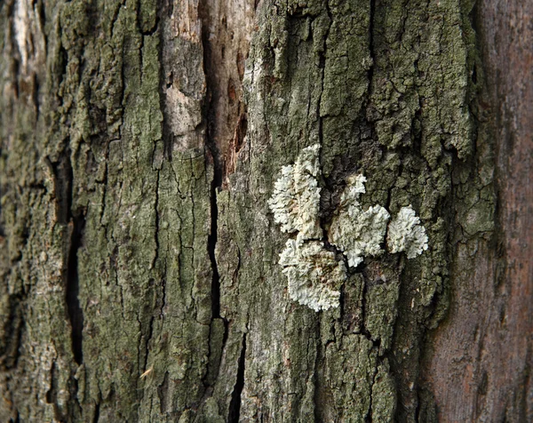 Lichen Wood Surface — Stock Photo, Image
