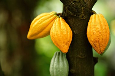 Cocoa pods clipart