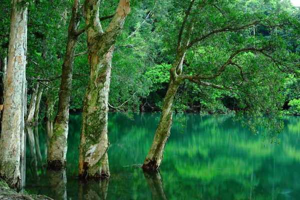 Árvore Água — Fotografia de Stock