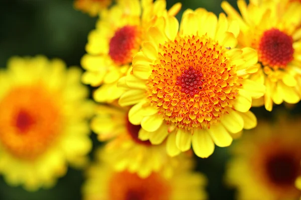 黄色の花を閉じて — ストック写真