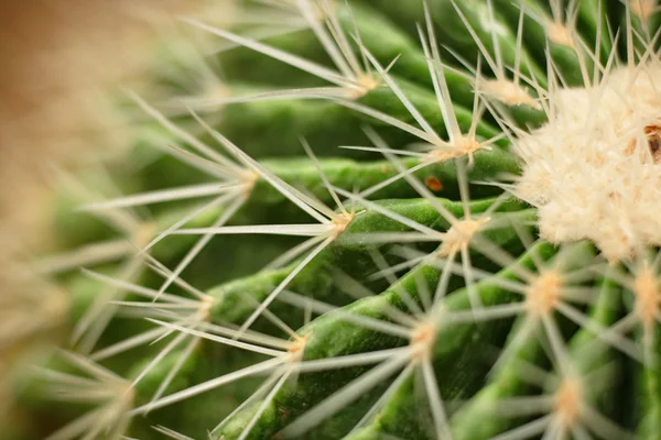 Cactus de cerca —  Fotos de Stock