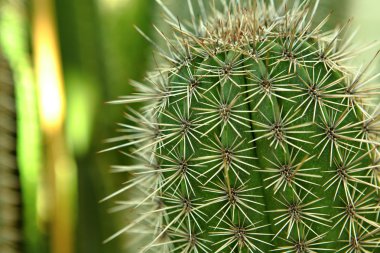 Cactus close up clipart