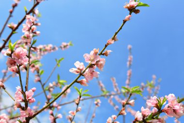 Sakura Japon kiraz çiçekleri