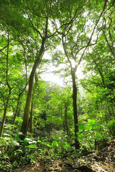 Forêt verte avec rayon — Photo
