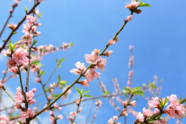 Sakura japanska körsbär blommar — Stockfoto