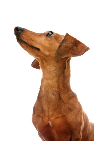 Dachshund looking to top — Stock Photo, Image