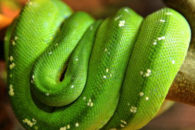 Green snake clipart