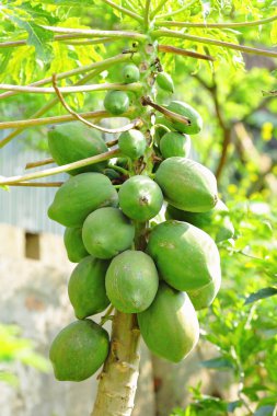 Papaya ağacını