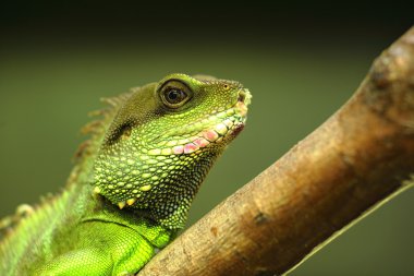 Green iguana on tree branch clipart