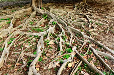 Tree roots clipart