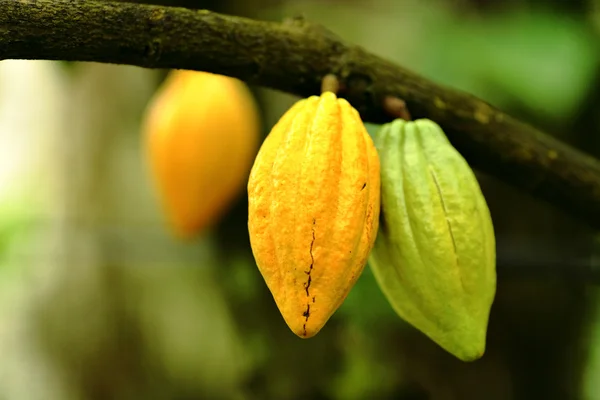Vainas de cacao — Foto de Stock