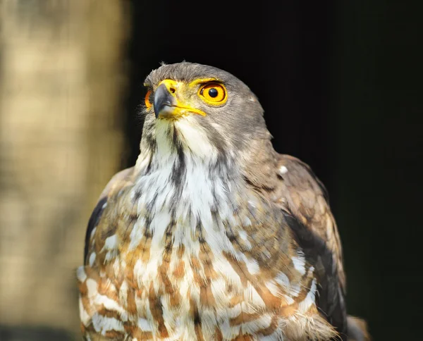 stock image Eagle portrait