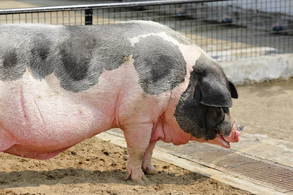 Großes Schwein — Stockfoto