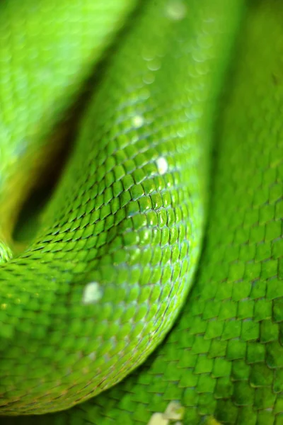 stock image Green snake