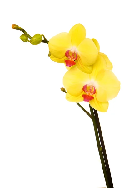 Orquídea amarela Fotografias De Stock Royalty-Free