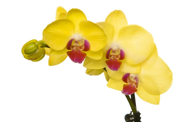 Orquídea amarela bonita Fotos De Bancos De Imagens