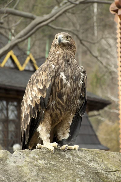 stock image The big proud bird sits on a stone