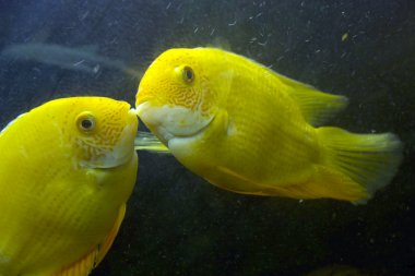 iki sarı bir akvaryum balıkların dudakları ile birbirlerini ilgilendiren