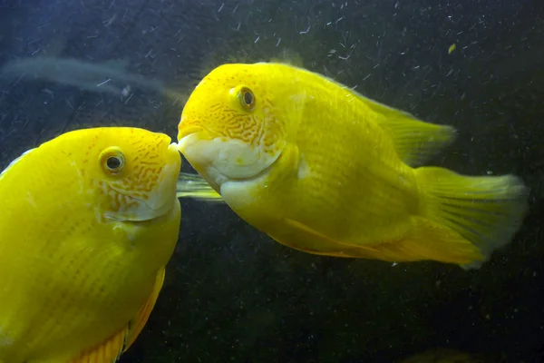 stock image Two yellow fishes in an aquarium concern with lips each other