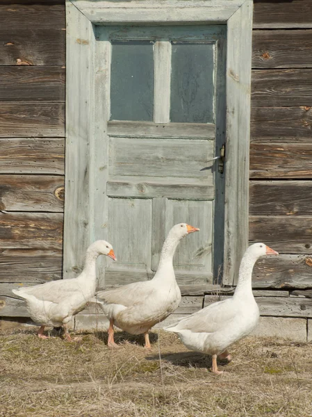 Spring walks of geese — Stock Photo, Image