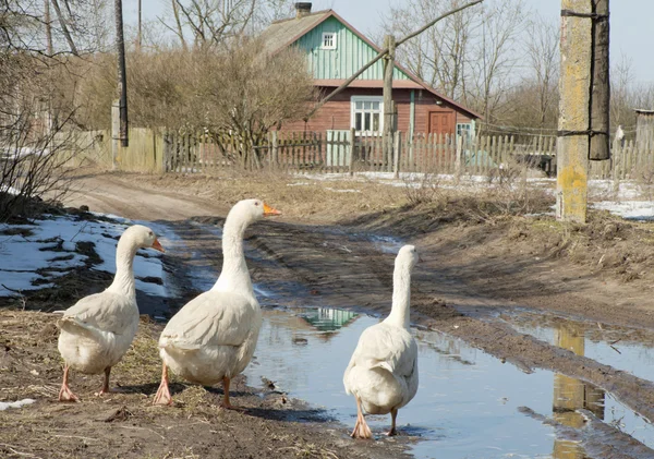 Geese in the spring in village — Stock Photo, Image