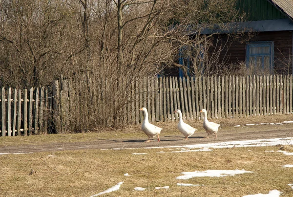 Geese in the spring — Stock Photo, Image