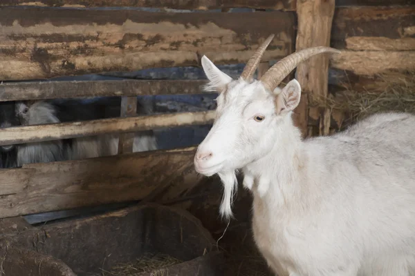 Goat in a shed — Stock Photo, Image