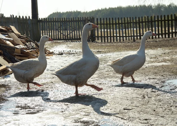 Walk of geese in a court yard — Stock Photo, Image