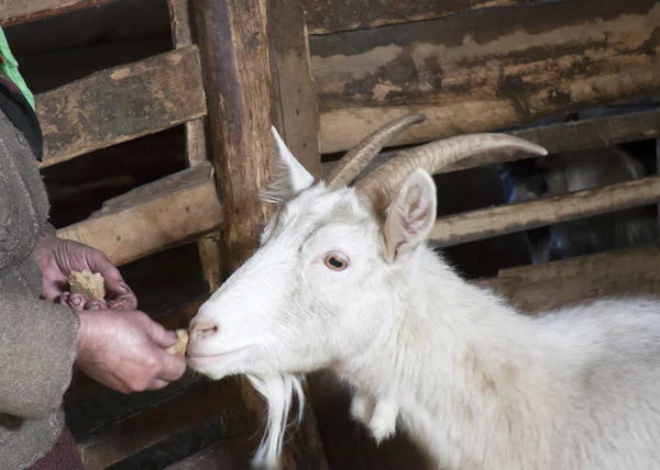 Feeding of a goat — Stock Photo, Image
