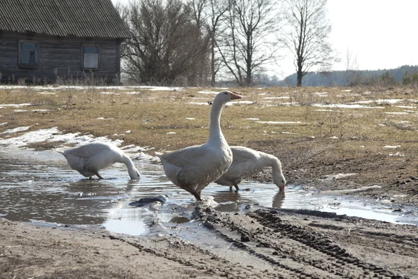 Geese of a pad washed — Stock Photo, Image