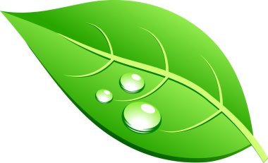 Green Leaf. clipart