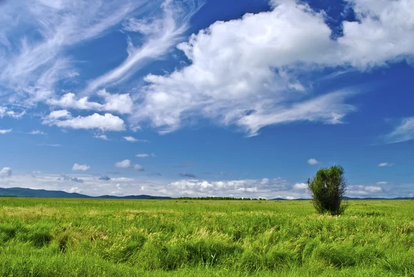 stock image Clouds over a green field