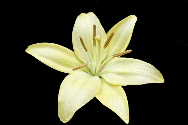 Lilia cytryny — Zdjęcie stockowe