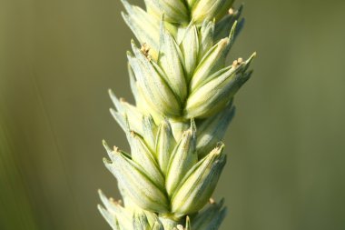 buğday