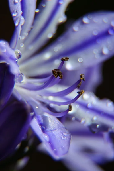 stock image Flower