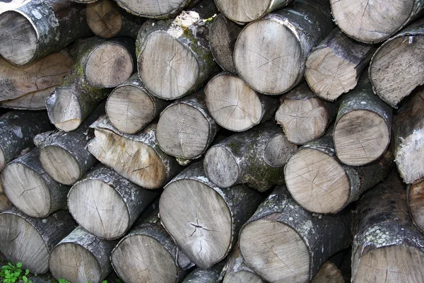 stock image Wood